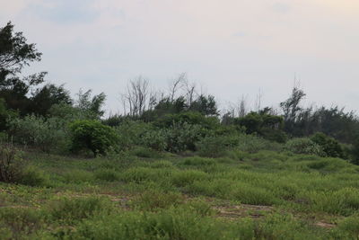 Trees on field against sky