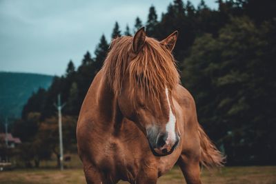 Close-up of horse on field