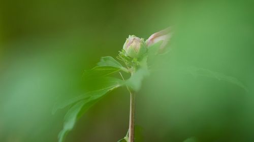Close-up of green flower bud
