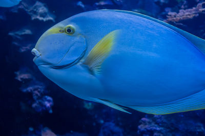 Close-up of fish swimming in aquarium