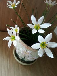 Close-up of white flowers on table