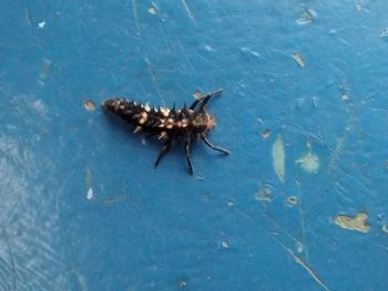 High angle view of insect on sea