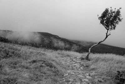 Scenic view of field against clear sky
