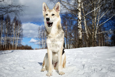 Dog on snow covered land