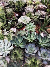 High angle view of succulent plant