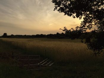 Silhouette of trees on field