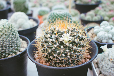 High angle view of succulent plants in pot