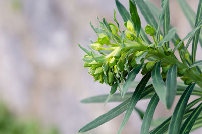 Close-up of fresh green plant