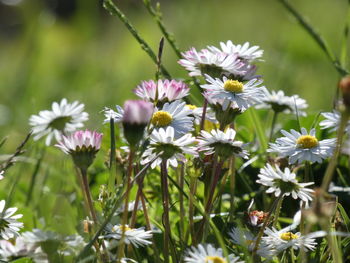 Close-up of white flowering plants on field