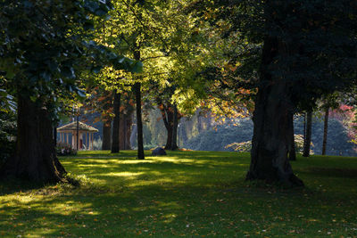 Trees on landscape