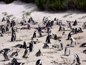 High angle view of birds on beach