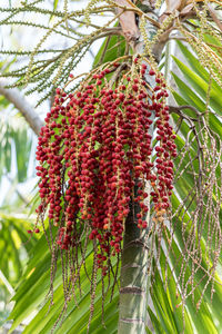 Low angle view of red berries on tree