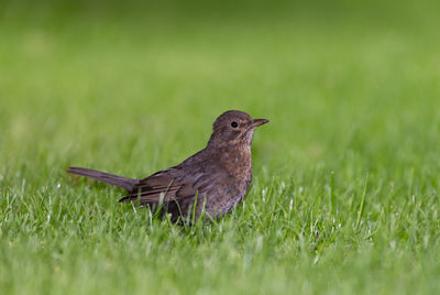 Close-up of a bird on grass