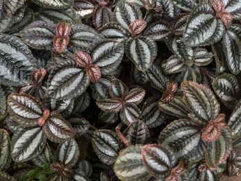 Full frame shot of dry leaves