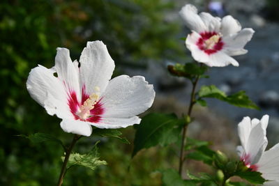 Close-up of white flowering plant