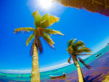Low angle view of coconut palm tree against blue sky