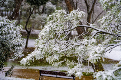 Snow covered tree