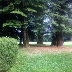 Trees on grassy field