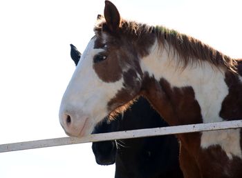 Close-up of horse in stable