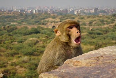 Lion sitting on rock