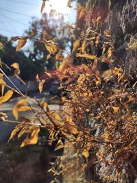 Close-up of autumn leaves on tree