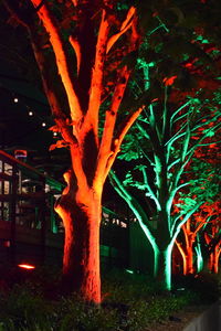 Illuminated tree at night