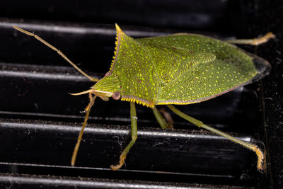 Close-up of insect on leaf