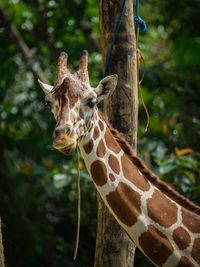 Giraffe closeup at the cebu safari and adventure resort