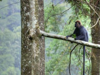 Monkey sitting on a tree