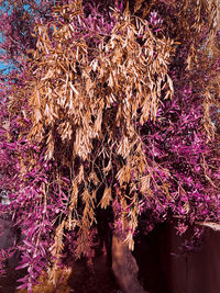 Full frame shot of purple flowers hanging on tree