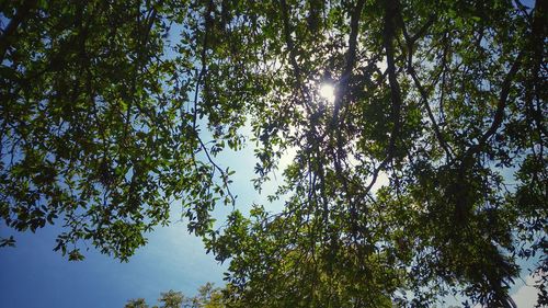 Low angle view of trees against sky