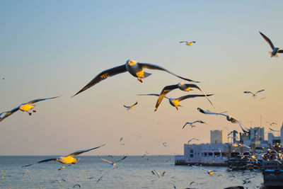 Seagulls flying over sea against clear sky