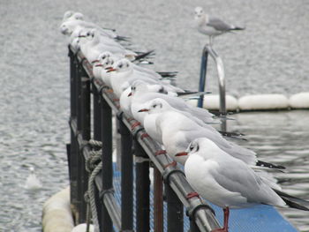 Seagulls perching on railing