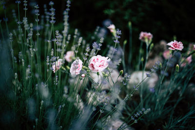 Close-up of flowering plants on field