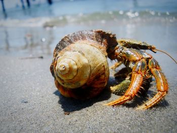 Close-up of crab on sand