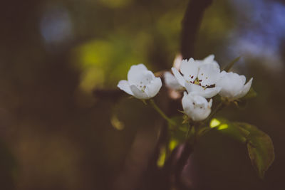 Close-up of white flowers blooming outdoors