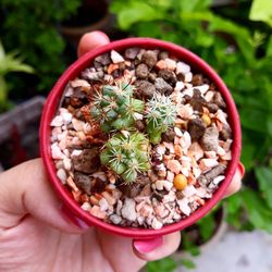 Close-up of hand holding succulent plant