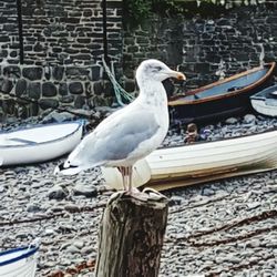Bird perching on branch
