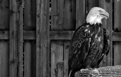 Close-up of an eagle against wooden wall