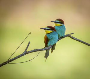 Close-up of bird perching on branch