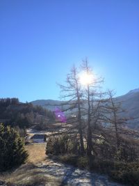 Low angle view of trees against clear blue sky