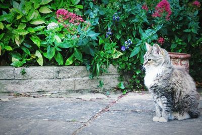 Cat on footpath amidst plants