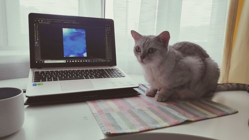 Cat lying on table at home