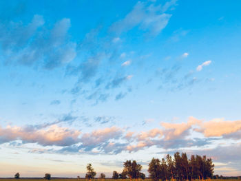 Trees against blue sky