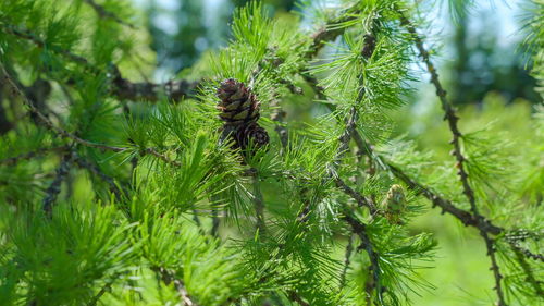 Close-up of pine cones on branch
