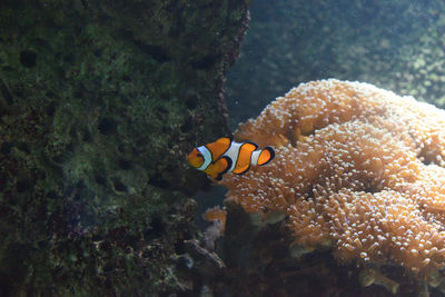 Fish swimming in sea