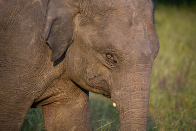 Close-up of elephant