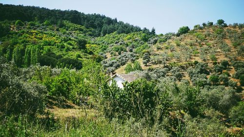 Plants and trees on field against sky