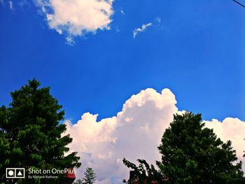 Low angle view of trees against blue sky