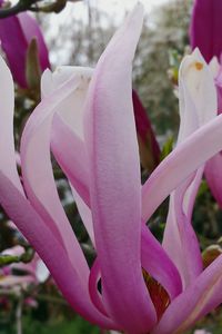 Close-up of pink flower